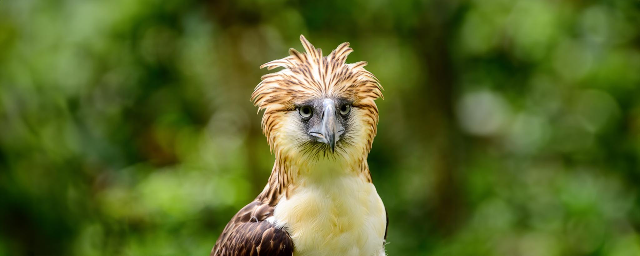 Bird on a green background